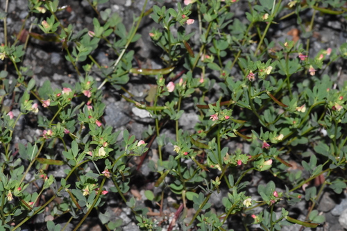 Image of Acmispon parviflorus by (c) Gabriel Campbell-Martinez, some rights reserved (CC BY)