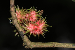 Aporosa heartseed plant (Aporosa cardiosperma)
