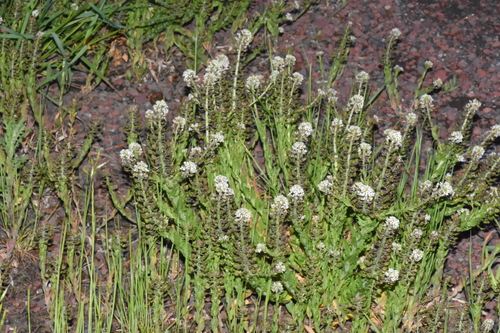 Image of Lepidium heterophyllum by (c) Gabriel Campbell-Martinez, some rights reserved (CC BY)