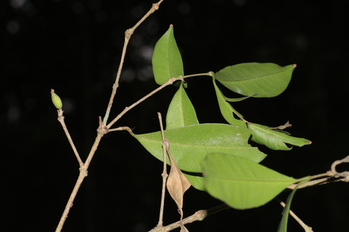 Chionanthus mala-elengi