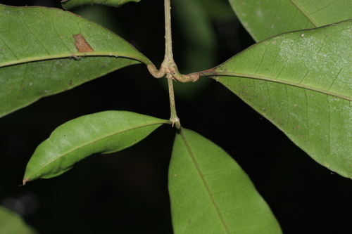 Chionanthus mala-elengi, photograph 1