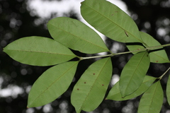 Chionanthus mala-elengi, photograph (c) madhavan a.p, some rights reserved (CC BY)