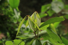 Salix-leaved actinodaphne (Actinodaphne salicina)