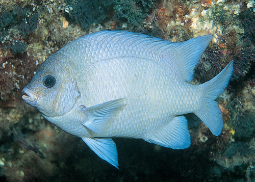 Kermadec scalyfin (Parma kermadecensis) — Pomacentridae — 2