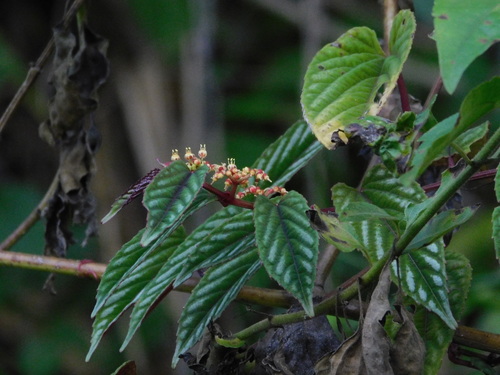 Cissus discolor, photograph 4