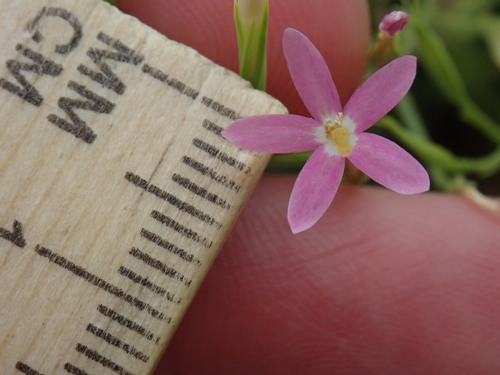 Image of Zeltnera texensis by (c) Joseph Aubert, some rights reserved (CC BY)