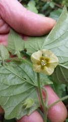 Physalis heterophylla