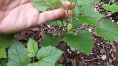 Physalis heterophylla