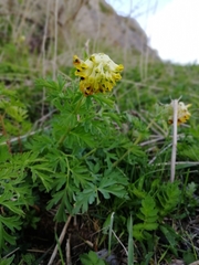 Corydalis nobilis