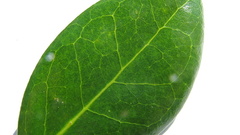 Chaetocarpus myrsinites
