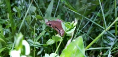 Microhyla achatina