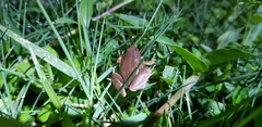 Microhyla achatina