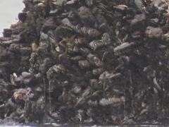 Mytilus californianus