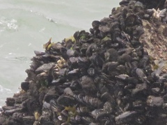 Mytilus californianus