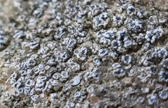 Myriolecis crenulata