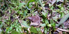 Microhyla achatina