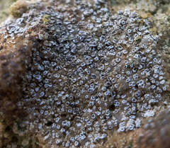 Myriolecis crenulata