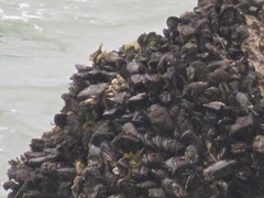 Mytilus californianus