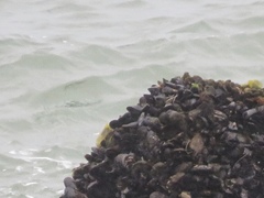 Mytilus californianus