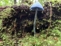 Entoloma virescens