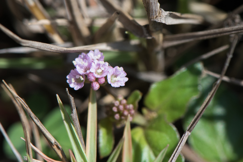 Boerhavia glabrata iNat (3)
