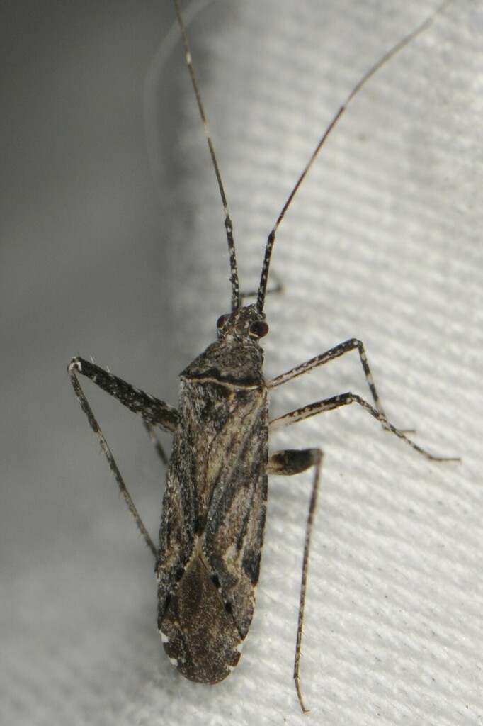 Phytocoris baboquivari