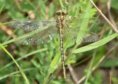 Phanogomphus militaris