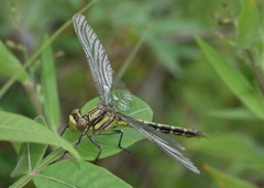 Phanogomphus militaris