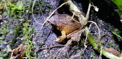 Megophrys montana
