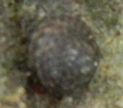 Nerita chamaeleon