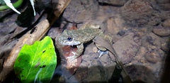 Limnonectes kuhlii