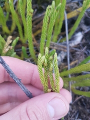 Lateristachys lateralis