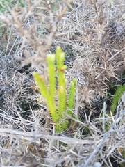 Lateristachys lateralis