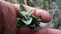 Scrobicaria ilicifolia