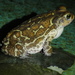 Eastern Giant Toad - Photo (c) Ronald G. Arsenault, some rights reserved (CC BY-NC), uploaded by Ronald G. Arsenault