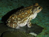 Eastern Giant Toad - Photo (c) Ronald G. Arsenault, some rights reserved (CC BY-NC), uploaded by Ronald G. Arsenault