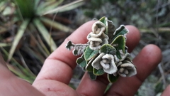 Scrobicaria ilicifolia