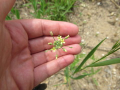 Camelina microcarpa