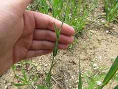 Camelina microcarpa
