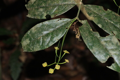Euonymus grandiflorus, photograph madhavan a.p, CC BY, iNaturalist via GBIF