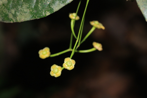Euonymus grandiflorus