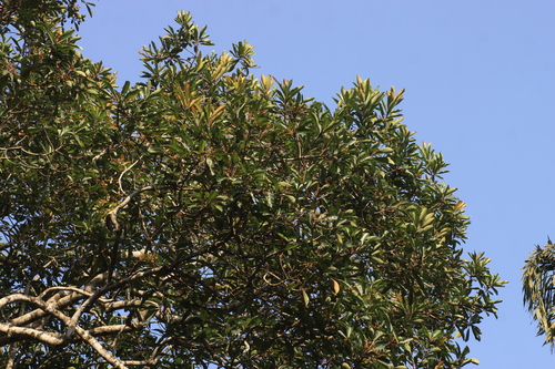 Image of Holigarna arnottiana by (c) madhavan a.p, some rights reserved (CC BY)