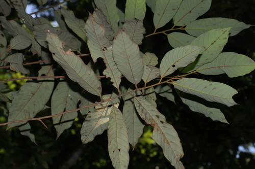 Image of Knema attenuata by (c) madhavan a.p, some rights reserved (CC BY)