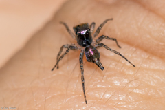 Maeota dichrura
