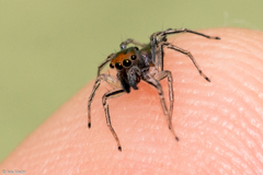 Maeota dichrura