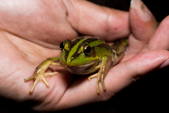 Pelophylax fukienensis