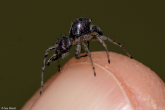 Maeota dichrura