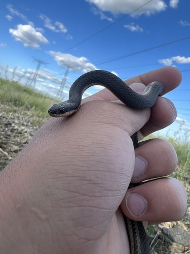Queensnake (Regina septemvittata), a species recorded in Ohio