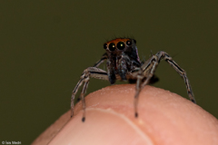 Maeota dichrura