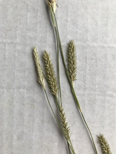 Carex tsushimensis iNat (1)